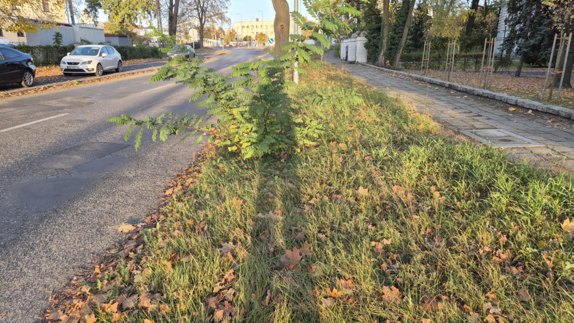 Zarośnięte miasto